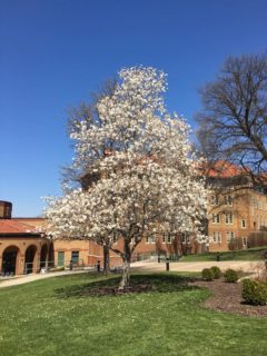 Blooming tree on campus