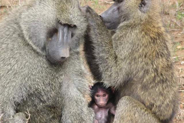 alt text not available