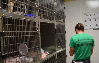 Community Service-Humane Society