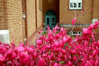 Exterior campus tree