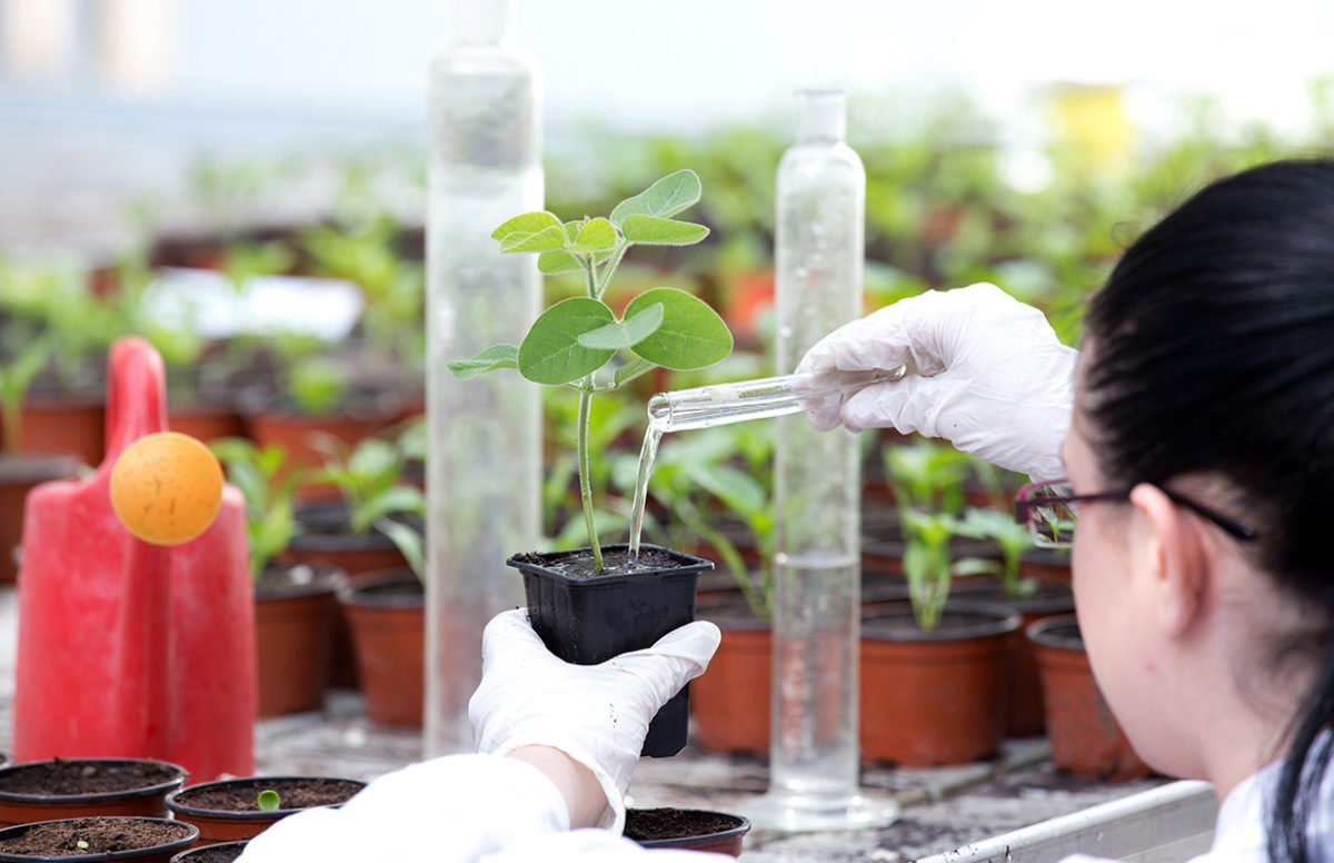Clarke University Environmental Studies project taking place in campus greenhouse